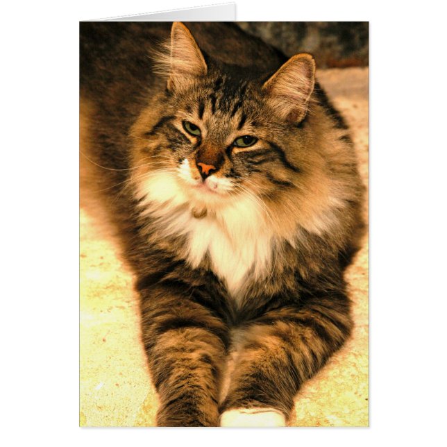 Cartão Kitt (Frente)