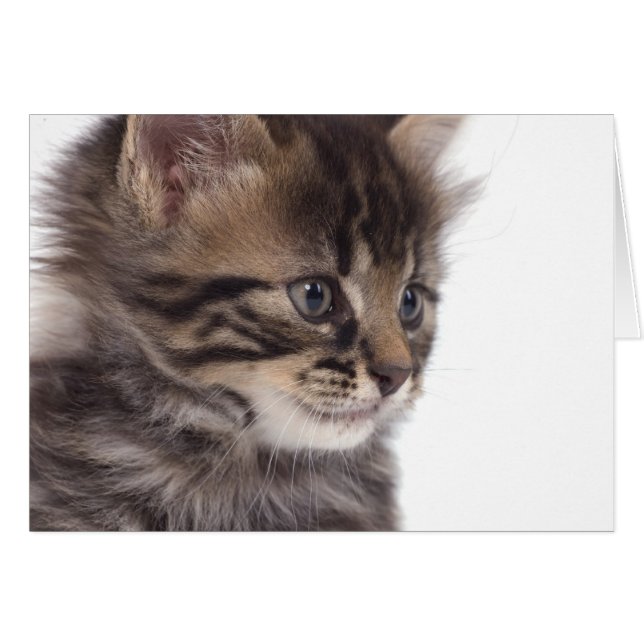 Cartão kitten (Frente Horizontal)