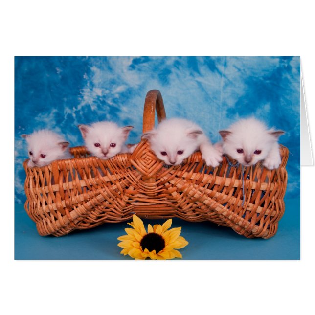 Cartão kitten (Frente Horizontal)