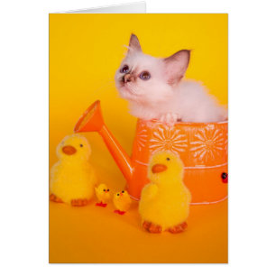 Cartão kitten