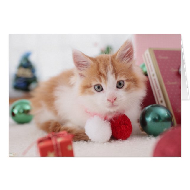 Cartão Kitten (Frente Horizontal)