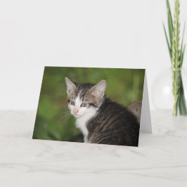 Cartão Kitten