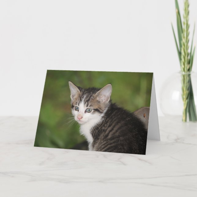 Cartão Kitten (Frente)
