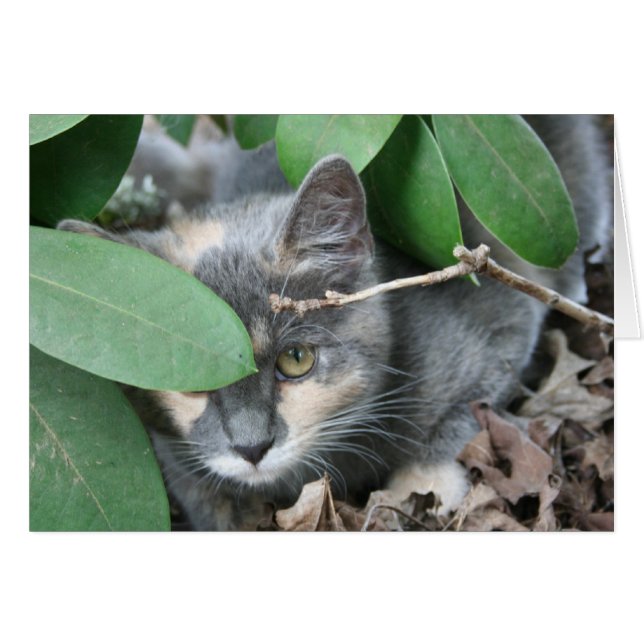 Cartão Kitten (Frente horizontal)