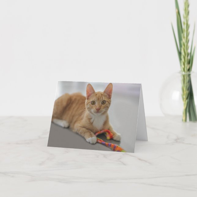 Cartão Kitten Blank Note Card by Focus for a Cause (Frente)