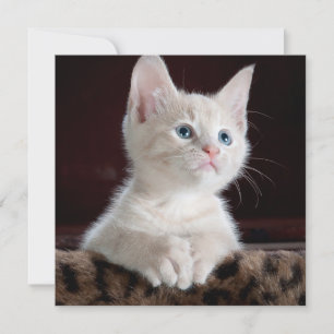Cartão Kitten Branco Vulnerável