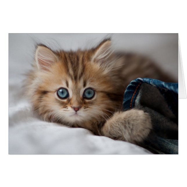 Cartão Kitten Com Olhos Azuis (Frente Horizontal)