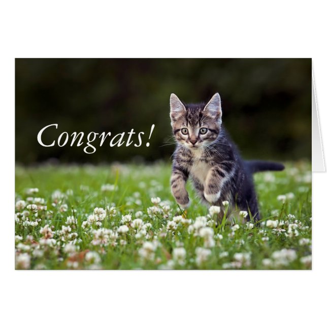 Cartão Kitten Correndo Através Do Véu (Frente Horizontal)