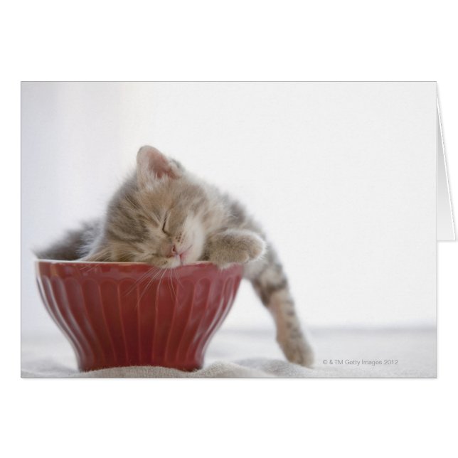 Cartão Kitten Dormindo em Bowl (Frente Horizontal)