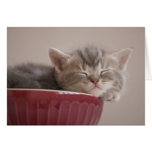 Cartão Kitten Dormindo Em Uma Bolinha (Frente Horizontal)