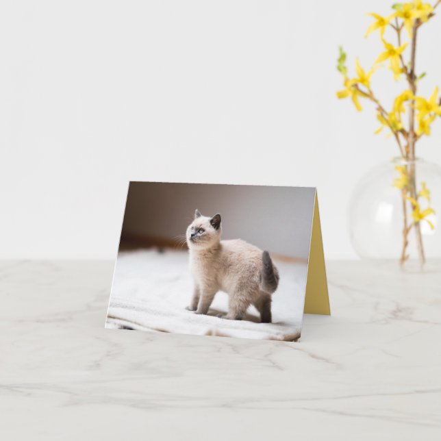 Cartão Kitten Love (Flor Amarela)