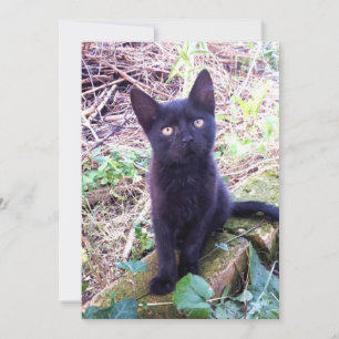 Cartão Kitten Preto