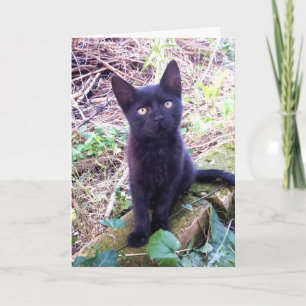 Cartão Kitten Preto