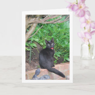 Cartão Kitten Preto na Parede