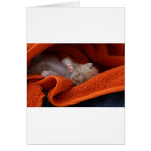 Cartão Kitten recém-nascido - Totalmente Personalizável