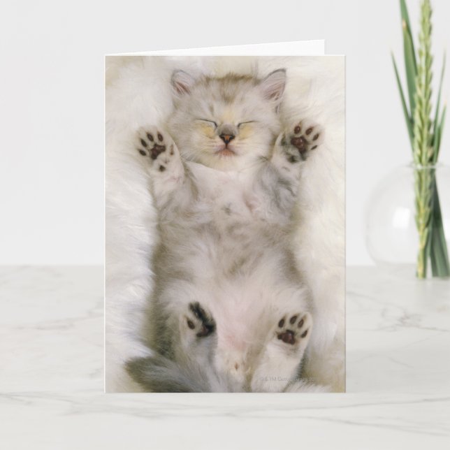 Cartão Kitten Sleeping on a White Fluffy Carpet, High (Frente)