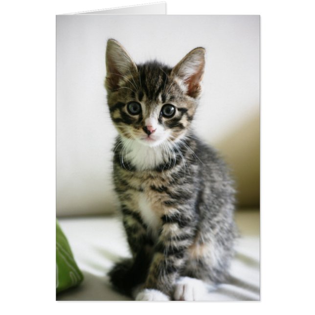 Cartão Kitten Stare (Frente)