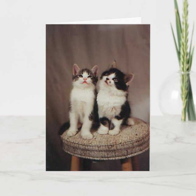 Cartão kittens, faithful friends card (Frente)