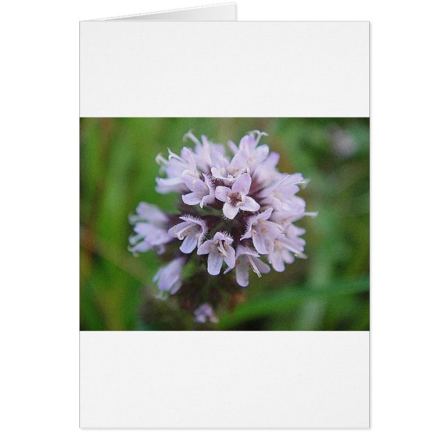 Cartão Kleine lila Blüten (Frente)