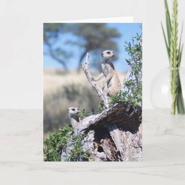 Cartão KMP Card 15 - Whiskers sentinels (Frente)