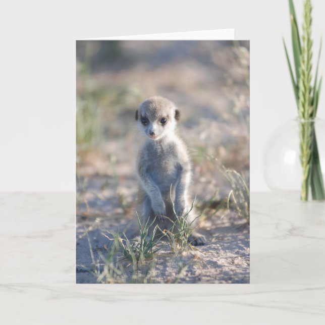 Cartão KMP Card 17 - Little Beaker (Frente)