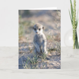 Cartão KMP Card 17 - Little Beaker