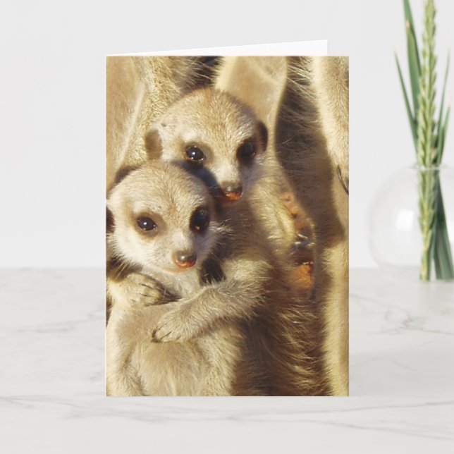 Cartão KMP Card 1 - Frisky Pups (Frente)