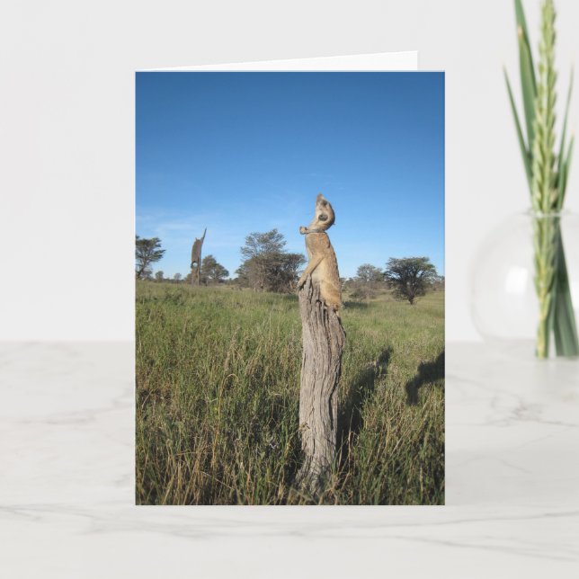 Cartão KMP Card 2 - Monkulus (Frente)