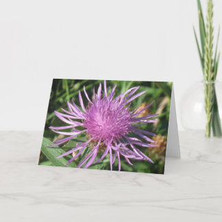 Cartão Knappweed Note Card