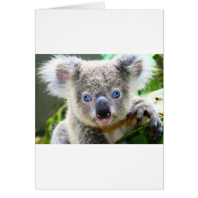 Cartão Koala Bears (Frente)