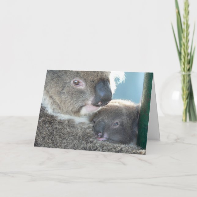 Cartão Koala Bears (Frente)