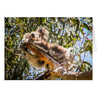 Cartão Koala de descanso