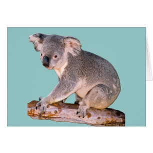 Cartão Koala Drawing