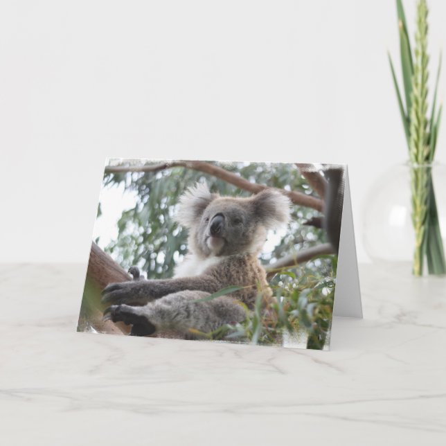 Cartão Koala Greeting Card (Frente)