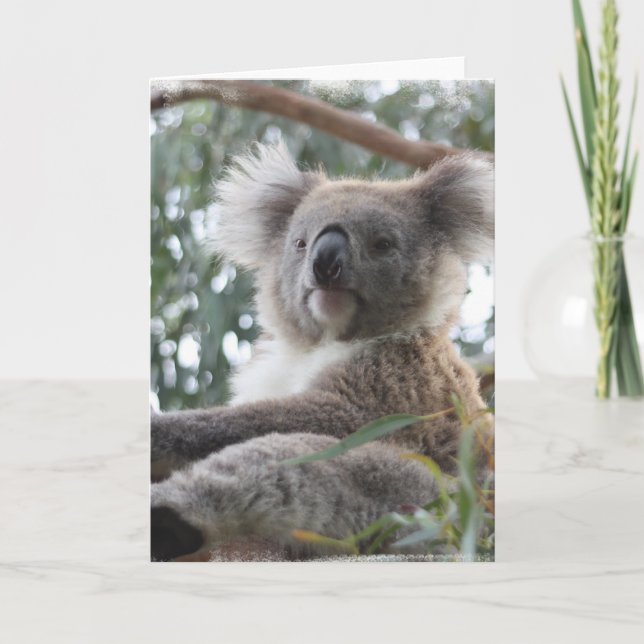 Cartão Koala Greeting Card (Frente)
