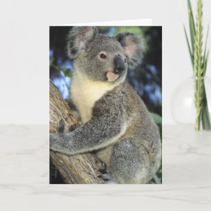 Cartão Koala, Phascolarctos cinereus), Australia,