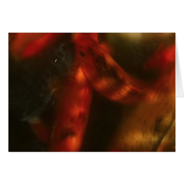 Cartão Koi (Frente Horizontal)