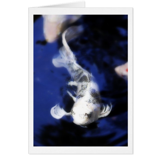 Cartão Koi no Havaí - 7 (Frente)