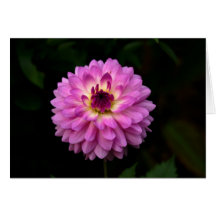 Koinonia "Fellowship On the Path"