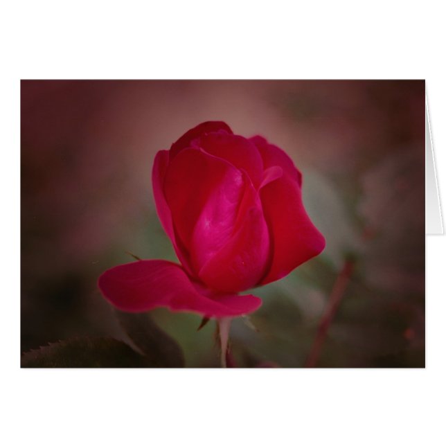 Cartão Koinonia "Fellowship On the Path" (Frente horizontal)