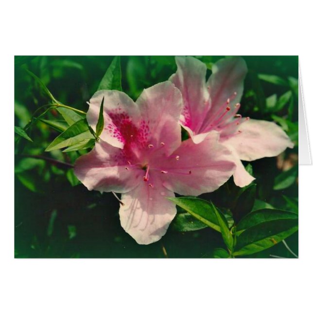 Cartão Koinonia "Fellowship On the Path" (Frente horizontal)