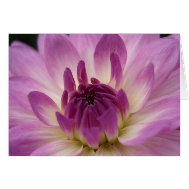 Cartão Koinonia "Fellowship On the Path" (Frente horizontal)