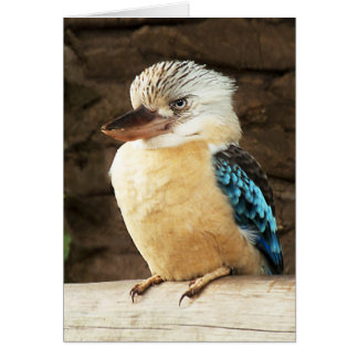 Cartão Kookaburra