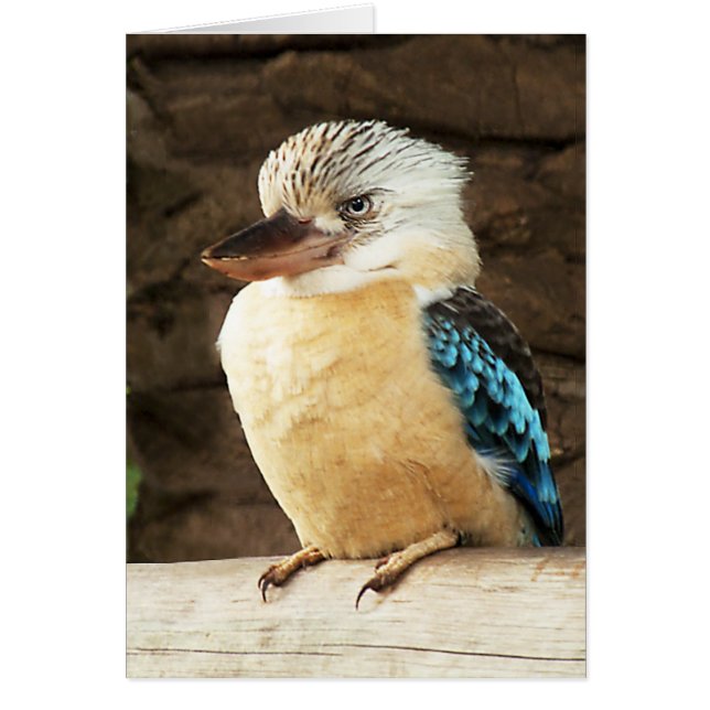 Cartão Kookaburra (Frente)