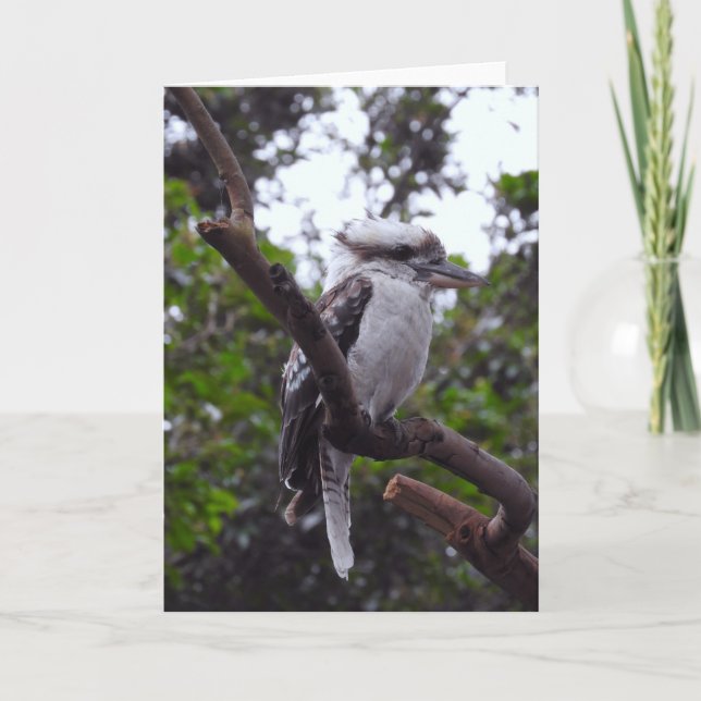 Cartão Kookaburra (Frente)