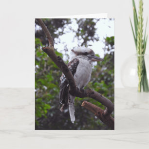 Cartão Kookaburra