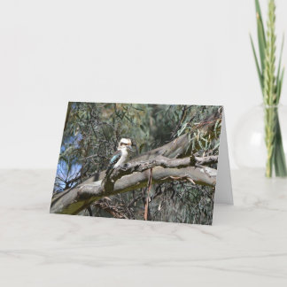 Cartão Kookaburra Birthday Card
