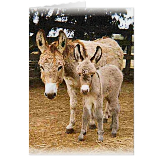 Cartão Kriiter Korner (Frente)