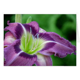 Cartão Krypton Core - Daylily