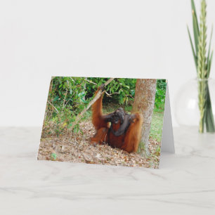 Cartão Kusasi, Famous Orangutan King at Camp Leakey